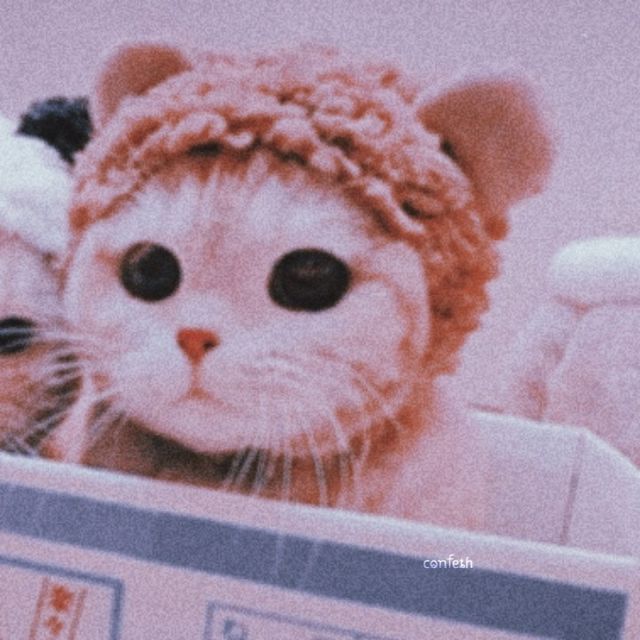 Featured image of post Aesthetic Cat Pfp Gif