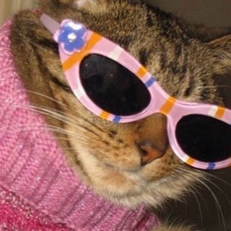 Featured image of post Aesthetic Cat Pfp With Glasses