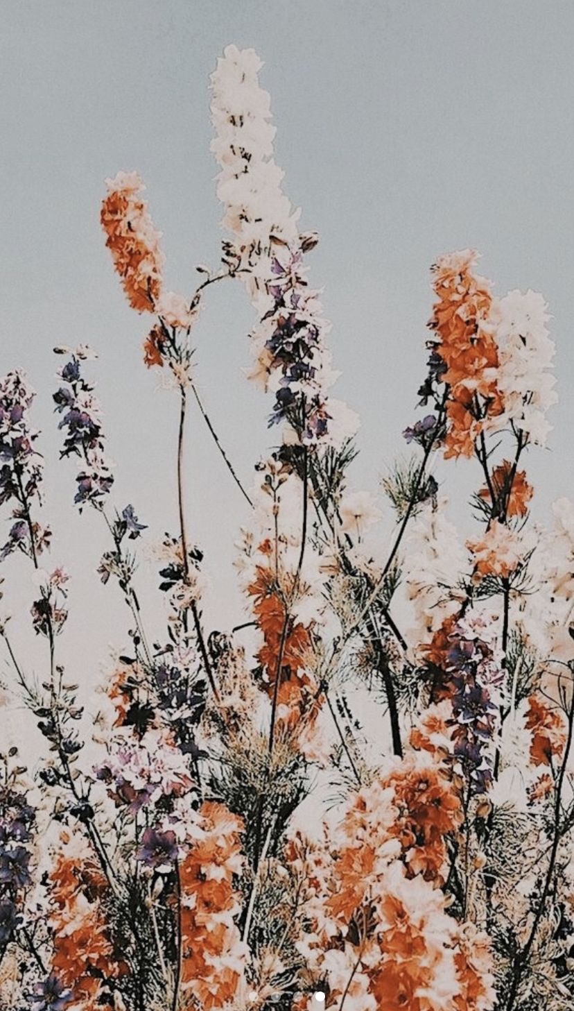 Featured image of post Floral Iphone Boho Wallpaper