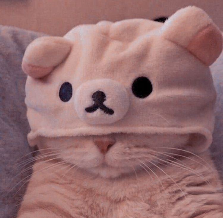 Featured image of post Funny Cat Pfp Aesthetic